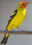 Western Tanager