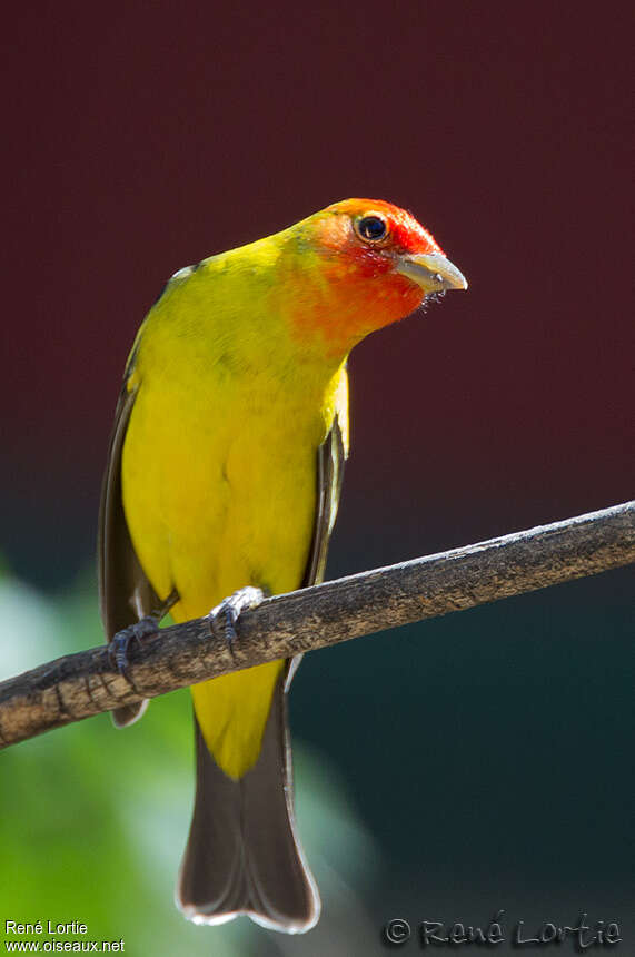 Western Tanager male adult breeding, identification