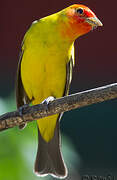 Western Tanager