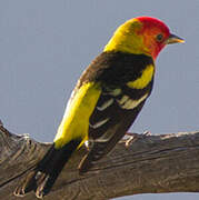 Western Tanager