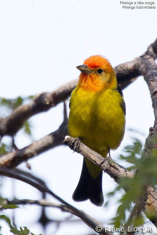 Western Tanager male adult breeding