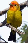 Western Tanager