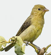 Scarlet Tanager