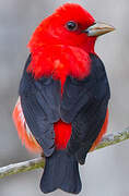 Scarlet Tanager