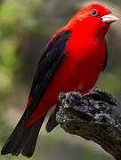 Scarlet Tanager