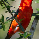 Tangara écarlate
