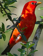 Scarlet Tanager