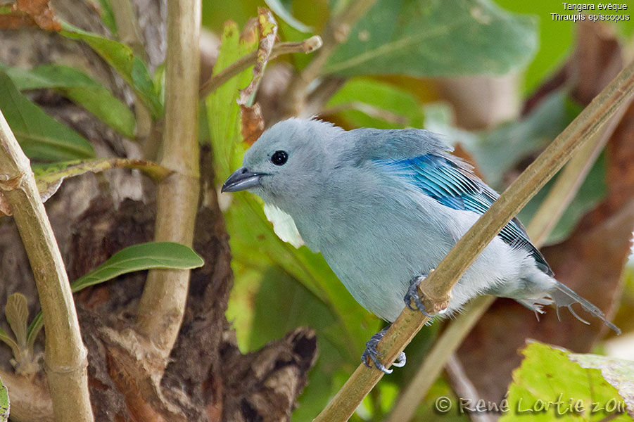 Blue-grey Tanageradult, identification