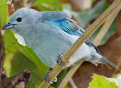 Blue-grey Tanager