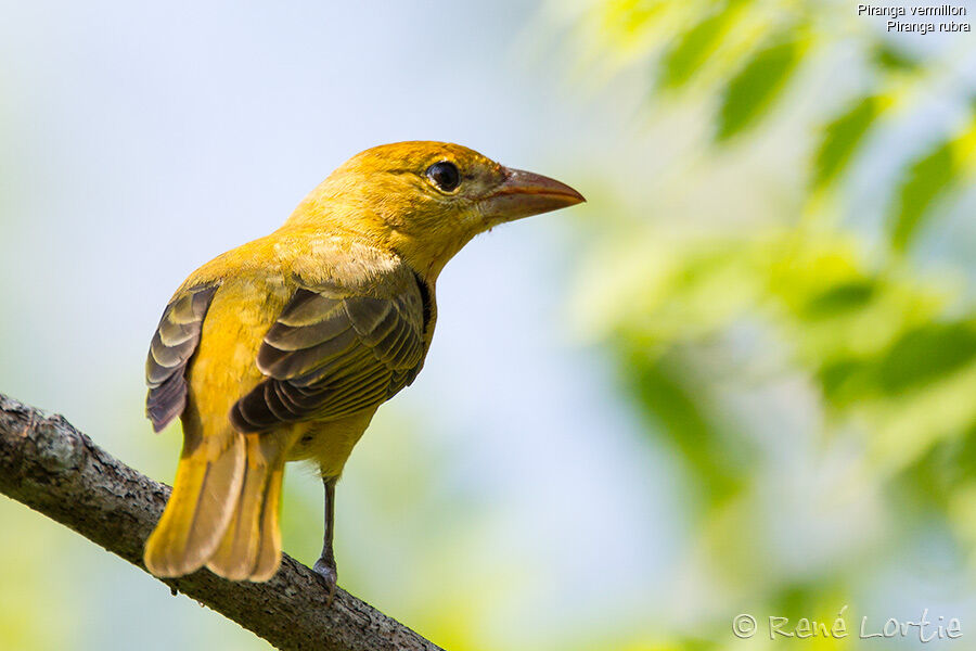 Summer Tanager female adult, identification