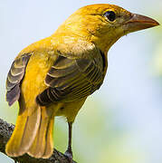 Summer Tanager