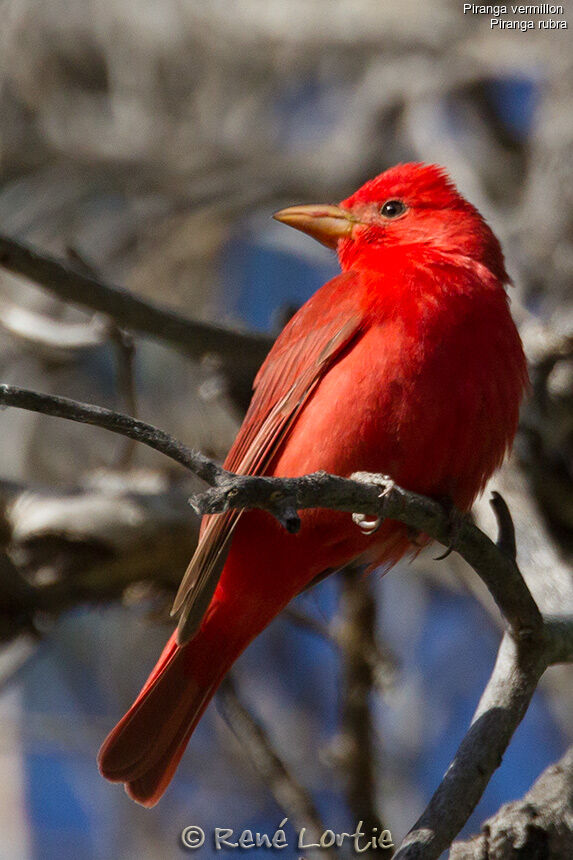 Summer Tanager male adult, identification