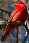 Summer Tanager