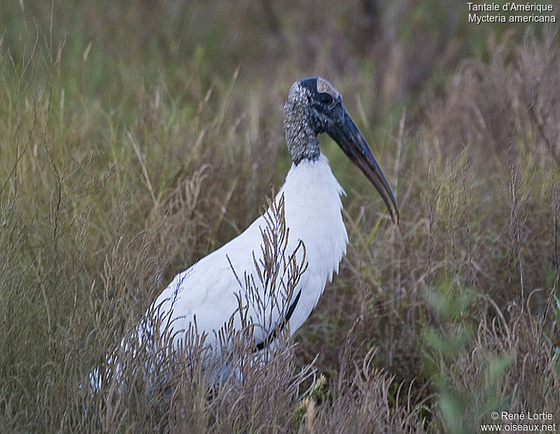 Wood Storkadult