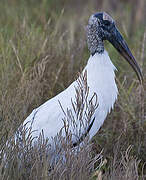 Wood Stork