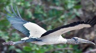 Wood Stork