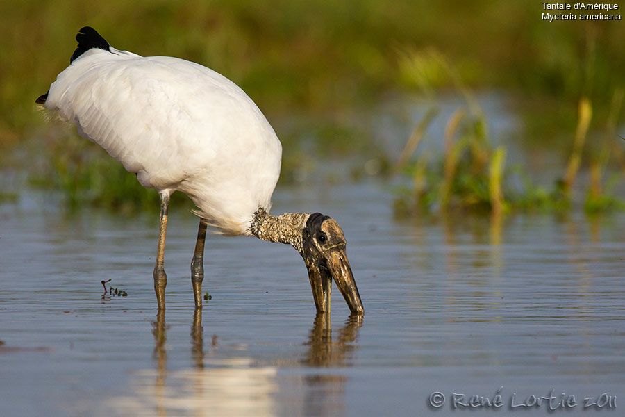 Wood Storkadult, fishing/hunting, Behaviour