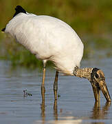 Wood Stork