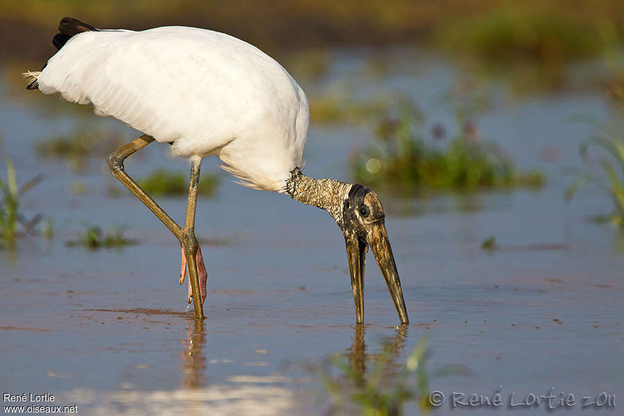 Wood Storkadult, fishing/hunting