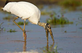 Wood Stork