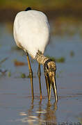 Wood Stork