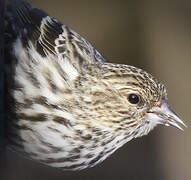 Pine Siskin