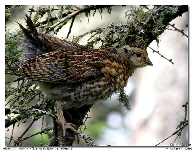 Spruce Grouse