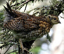 Spruce Grouse