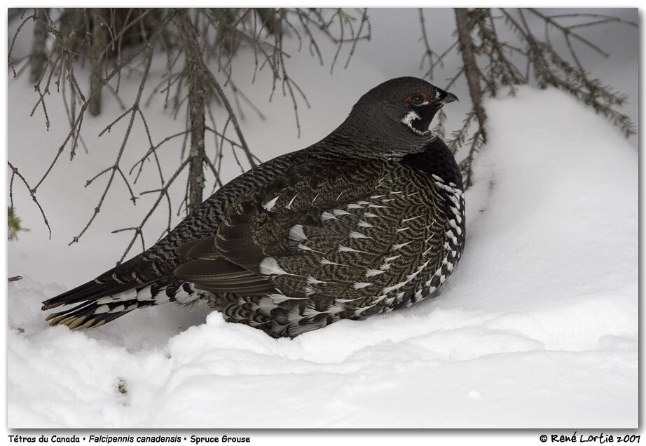 Spruce Grouse male adult post breeding