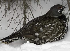 Spruce Grouse