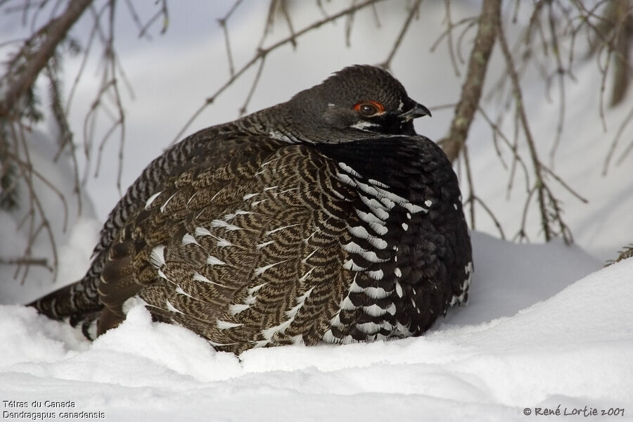 Spruce Grouse male adult post breeding