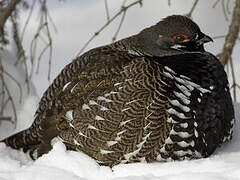 Spruce Grouse