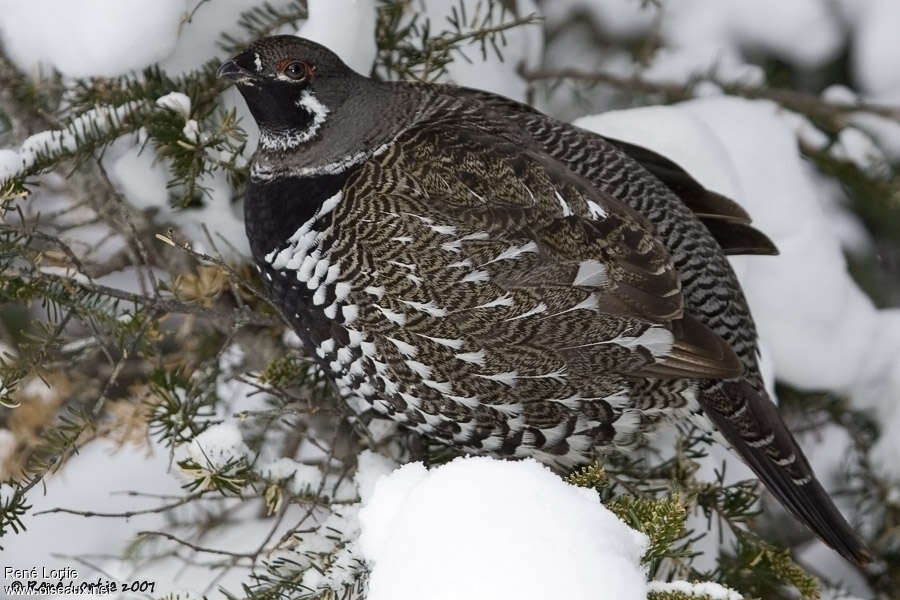 Tétras du Canada mâle adulte internuptial, identification