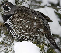 Spruce Grouse