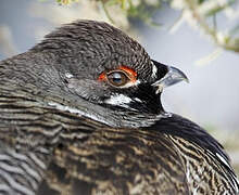 Spruce Grouse