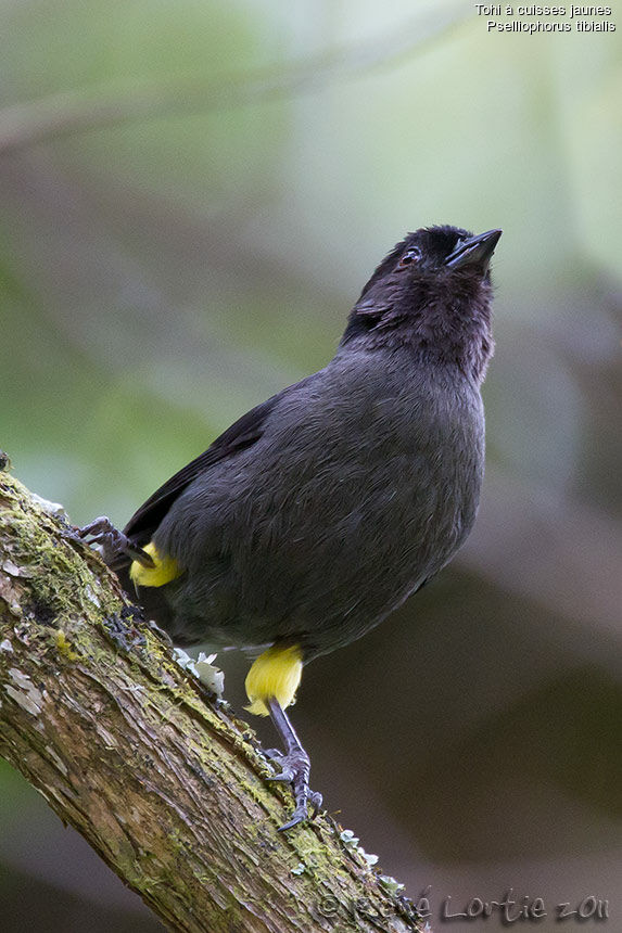 Tohi à cuisses jaunes, identification