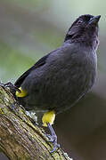 Yellow-thighed Brushfinch