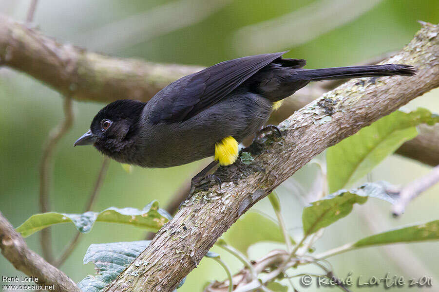 Yellow-thighed Brushfinchadult, close-up portrait, pigmentation, Behaviour