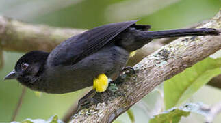 Yellow-thighed Brushfinch