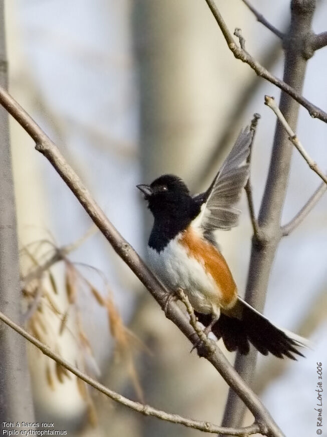 Eastern Towhee male adult