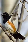 Eastern Towhee