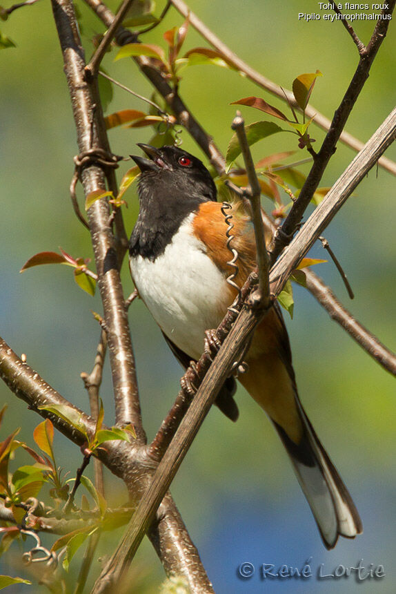 Eastern Towheeadult