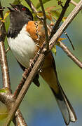 Eastern Towhee