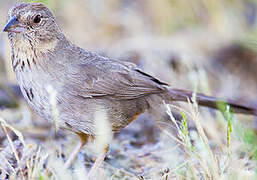 Canyon Towhee