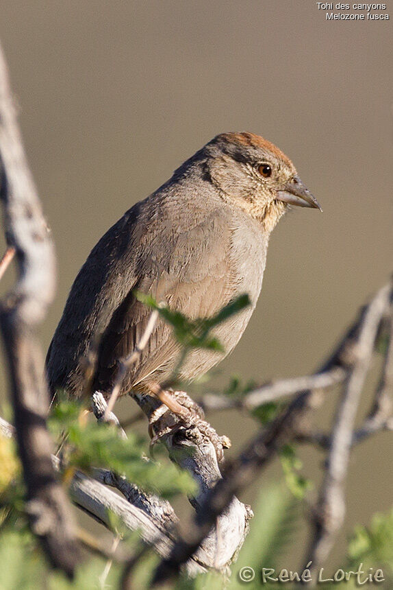 Canyon Towheeadult, identification