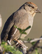 Canyon Towhee