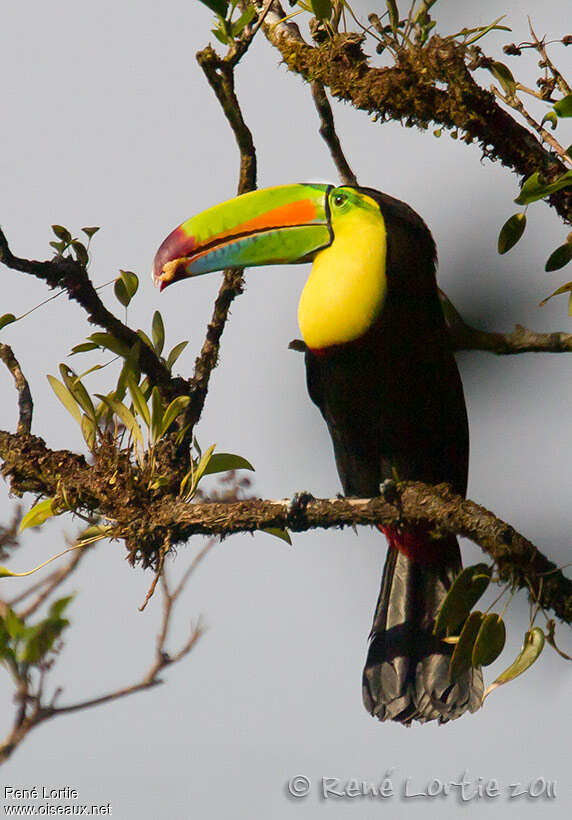 Toucan à carèneadulte, pigmentation