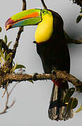 Toucan à carène