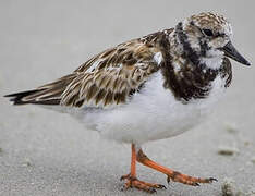 Ruddy Turnstone