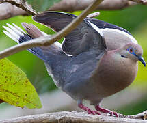 White-winged Dove